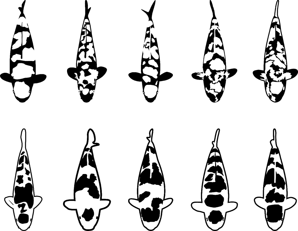 Freshwater fish fish Free illustrations