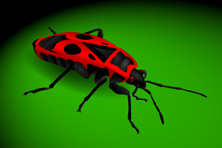 Hemiptera pyrrhocoris apterus Free illustrations