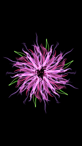 Desktop beautiful flora