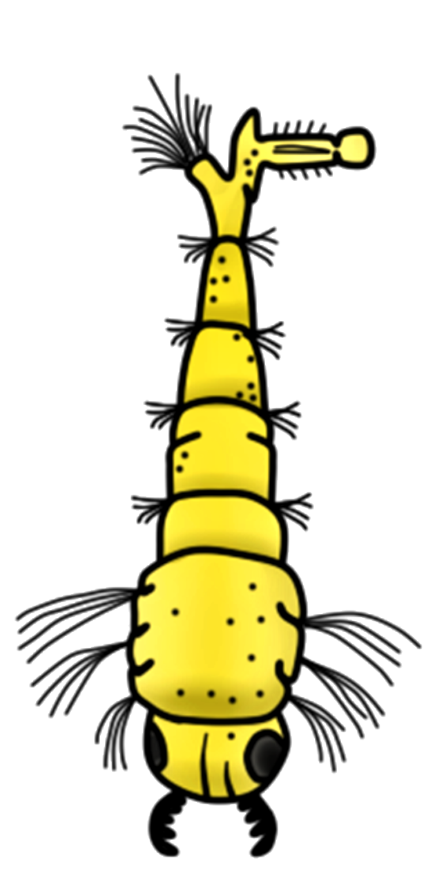 Earthworm disease Free illustrations