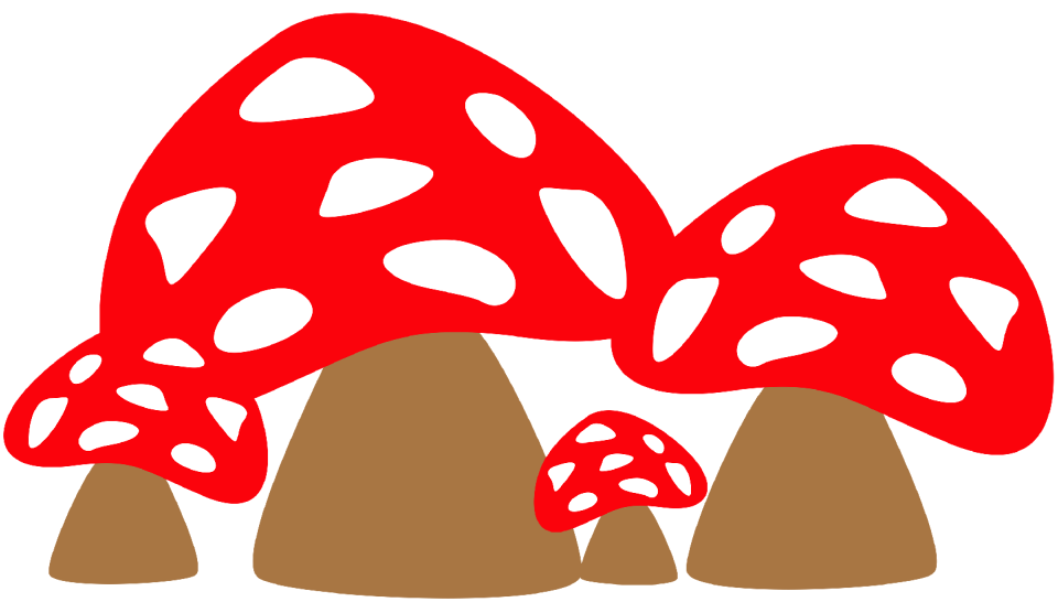Forest porcini mushrooms king bolete