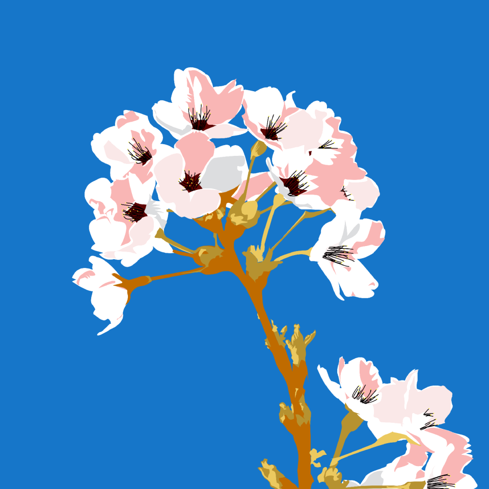 Spring fruit tree flowers