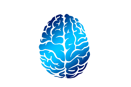 Cerebrum science anatomy