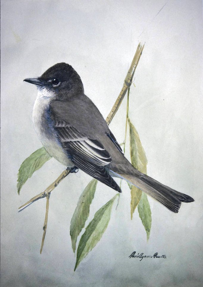 Eastern Phoebe