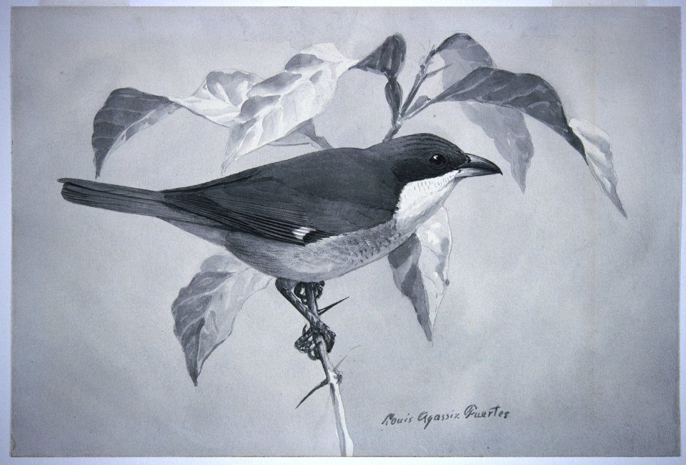 Puerto Rican Tanager