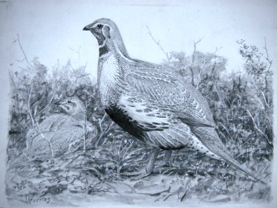 Sage Grouse