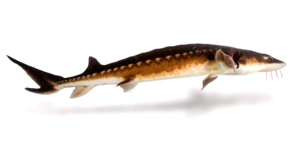 Shortnose sturgeon portrait
