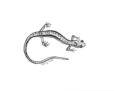 Two-Lined Salamander