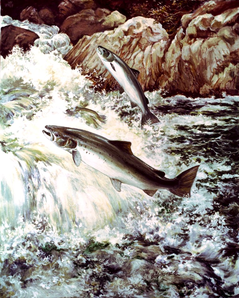 Atlantic salmon swimming upstream