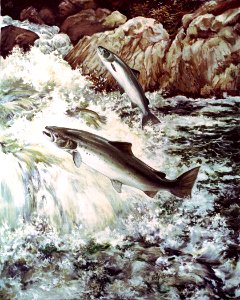 Atlantic salmon swimming upstream