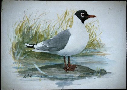 Franklin's Gull-2