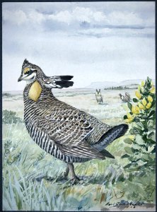 Grand Prairie Chicken