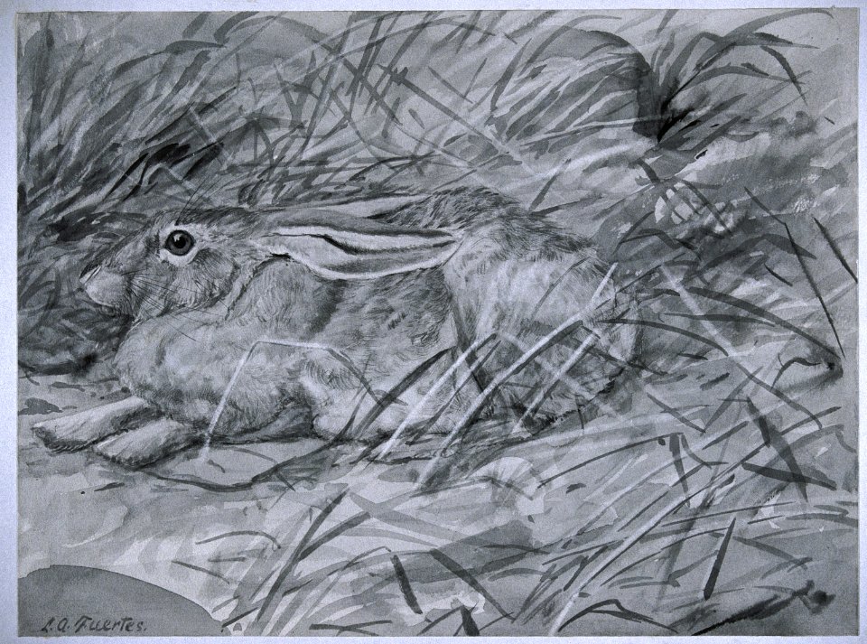 	White-sided Jackrabbit