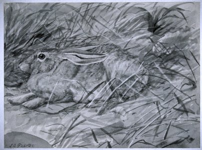 	White-sided Jackrabbit