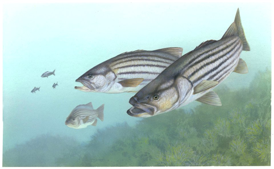Striped Bass-2