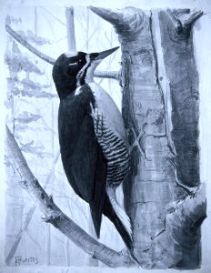 Black-backed Woodpecker