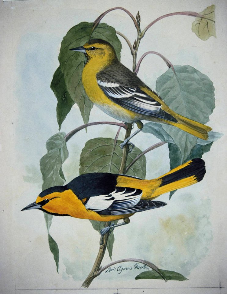 Bullocks Oriole