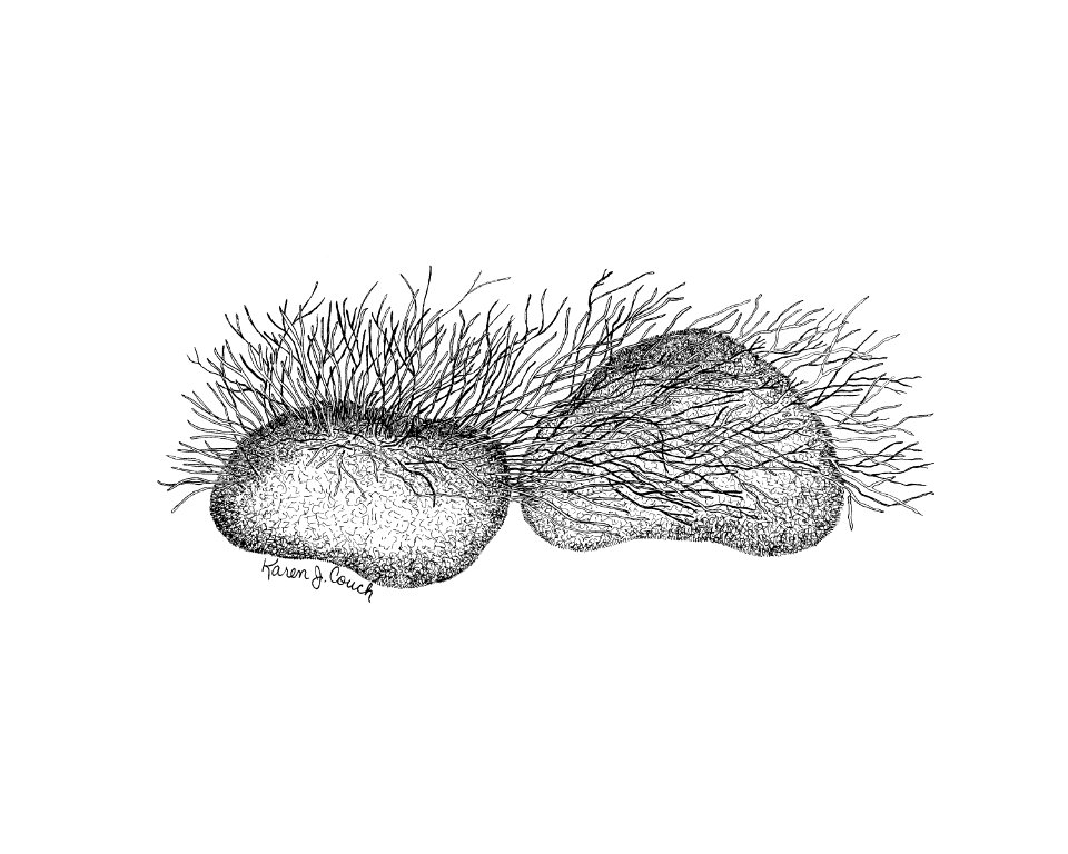 Riverweed