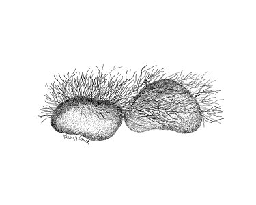 Riverweed