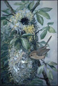 Bird illustration