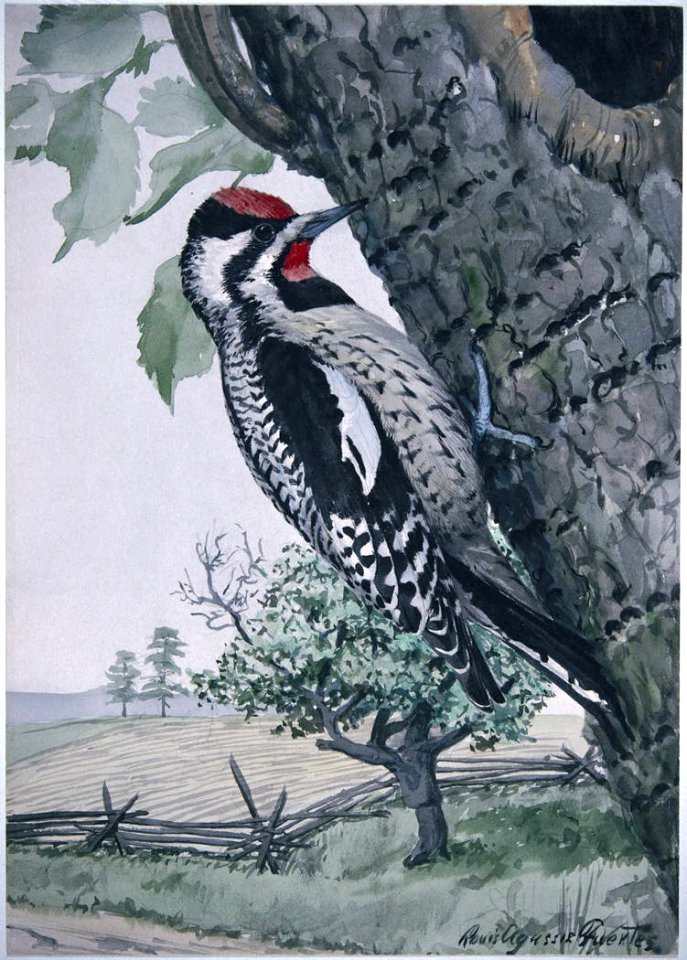 Yellow-bellied Sapsucker-1