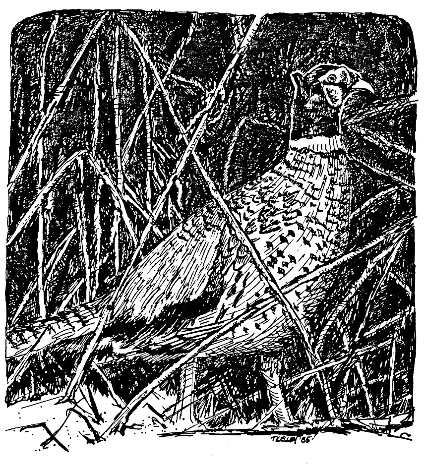 Pheasant