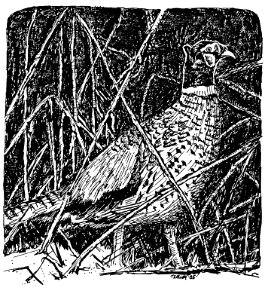 Pheasant