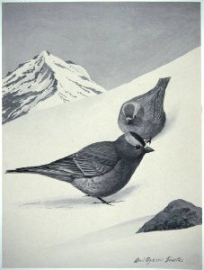 Gray-crowned Rosy-Finch