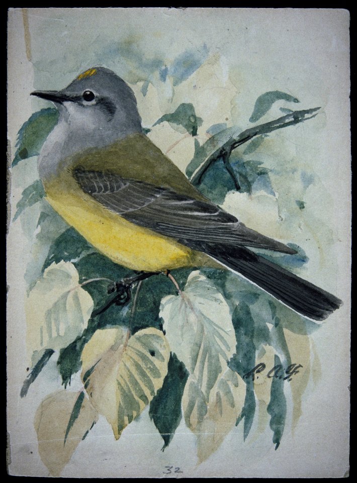 Western Kingbird-1