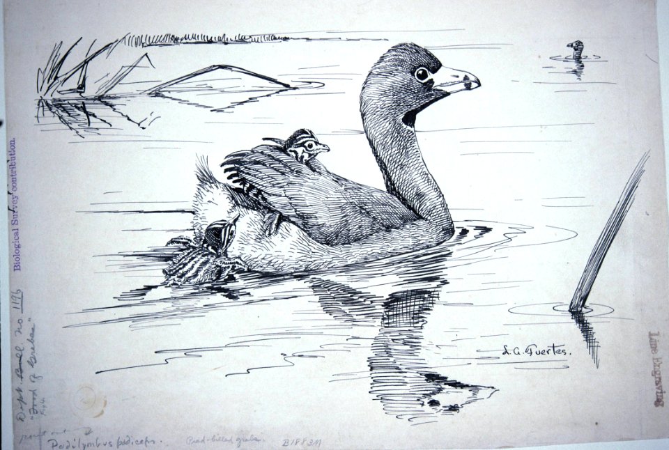 Pied-billed Grebe-1
