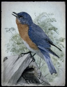 Eastern Bluebird-1