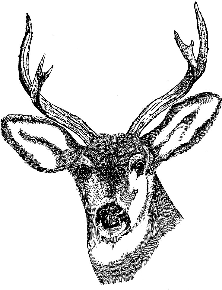 Deer 