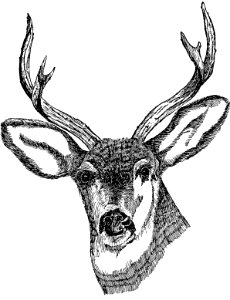 Deer 