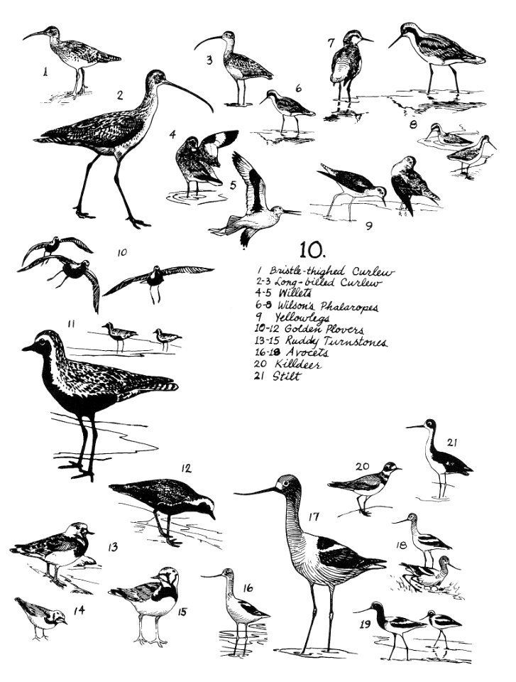 Birds 10