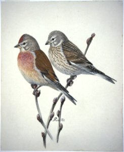 Linnet