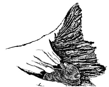 Rabbit in log