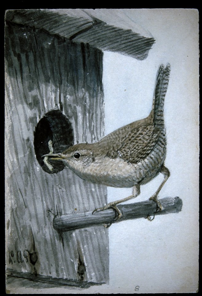 House Wren