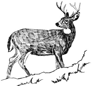 White-Tailed Deer-1