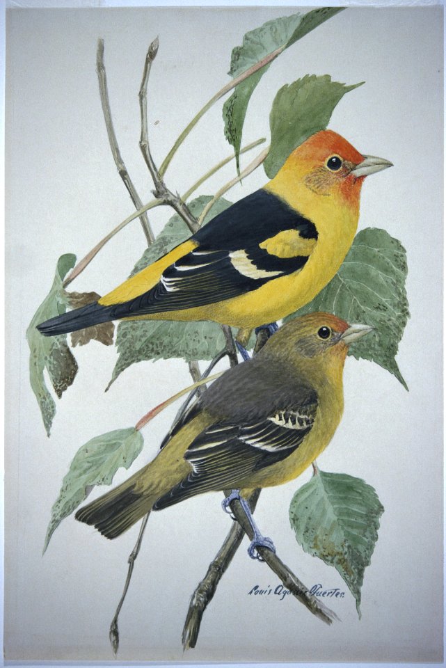 Western Tanager-1