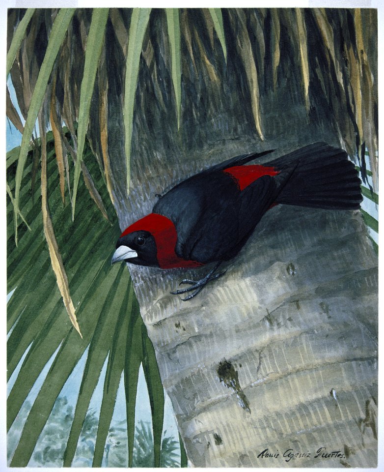 Crimson-collared Tanager