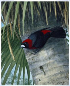 Crimson-collared Tanager