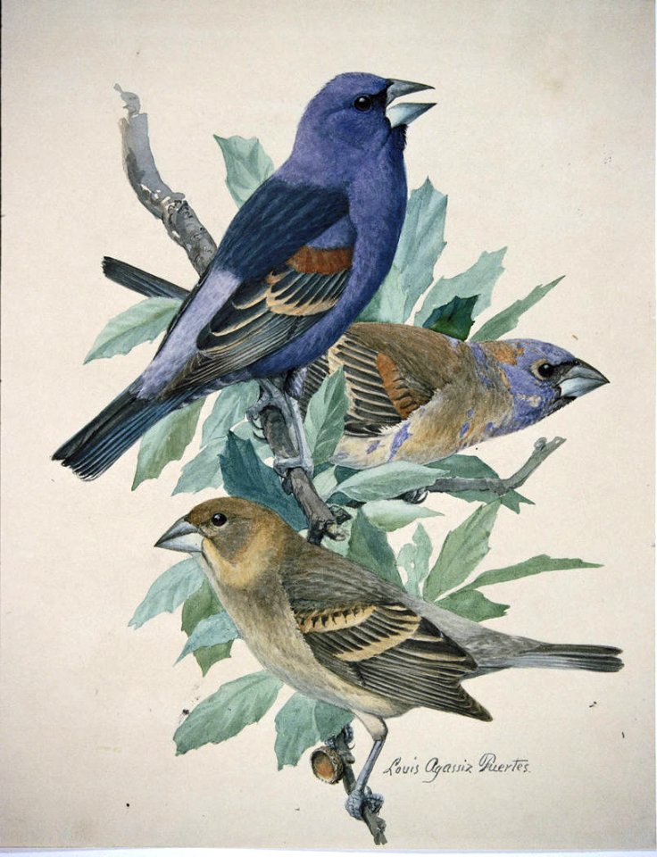 Blue Grosbeak