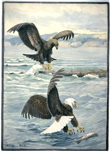 Bald  Eagle