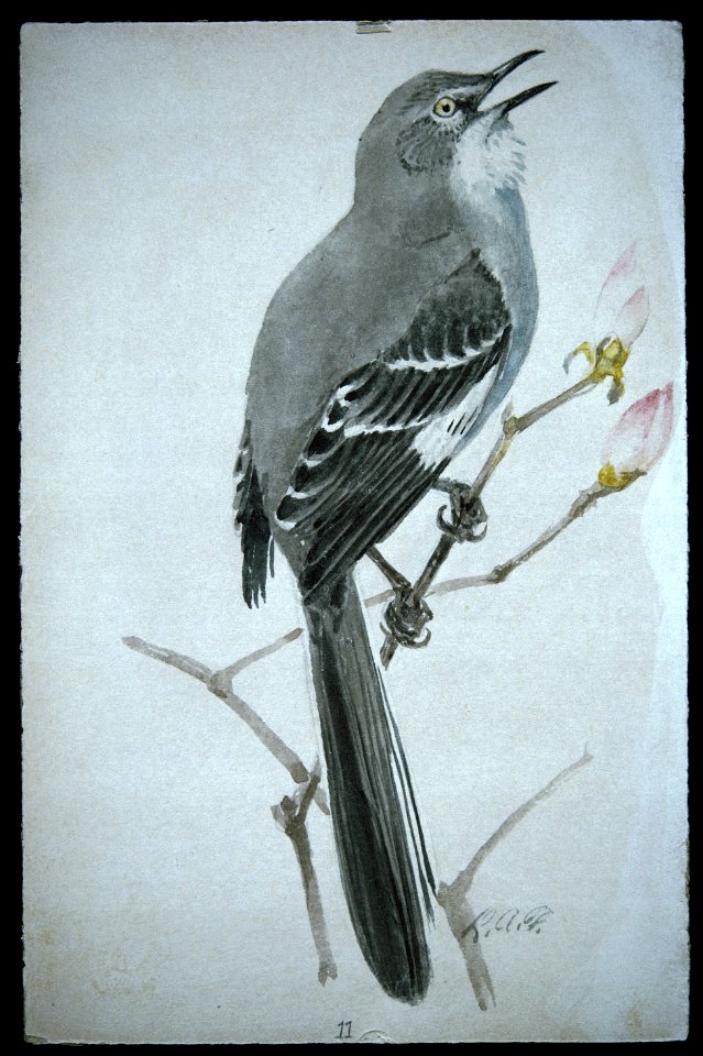 Northern Mockingbird-1
