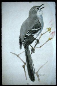 Northern Mockingbird-1