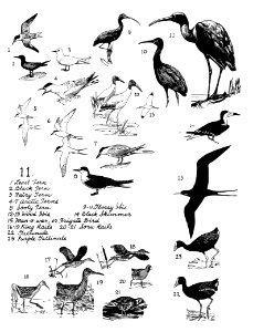 Birds 11