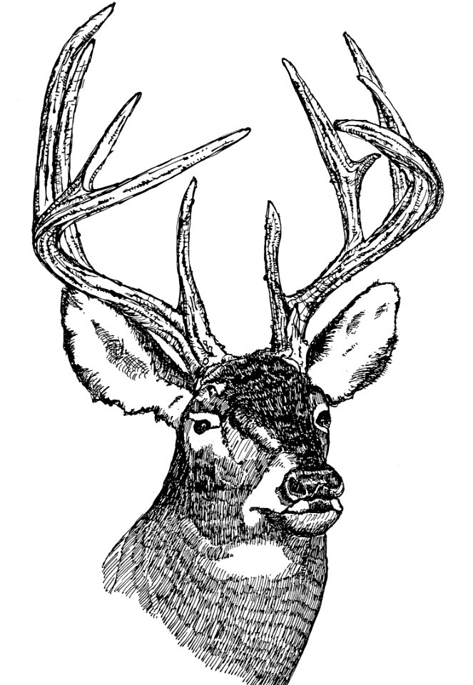 White-Tailed Deer-1