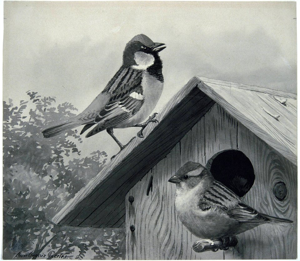 House Sparrow-4