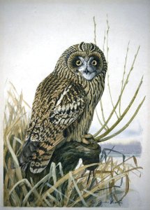 Short-eared Owl-1