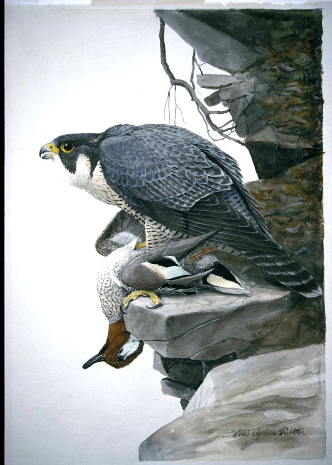 Peregrine Falcon-4